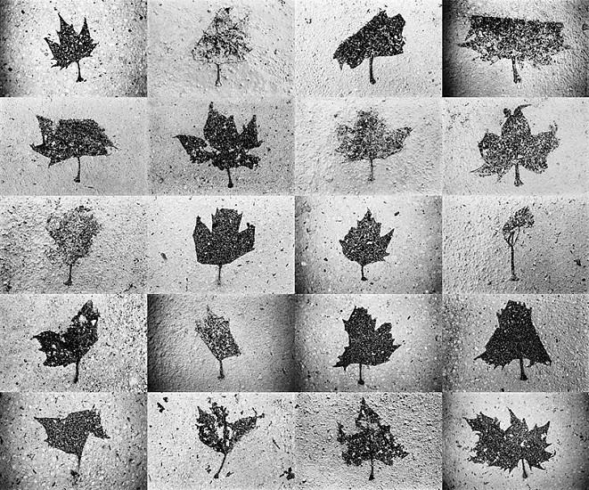 Machiel Botman, Leaves
2008, Gelatin silver print collage