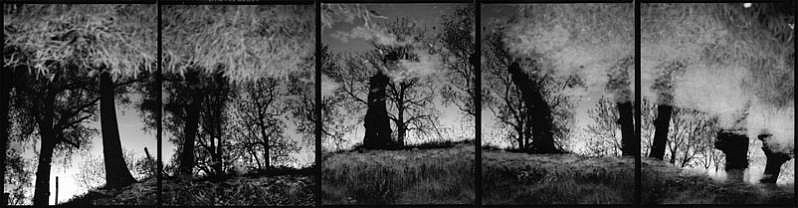 Machiel Botman, Water Trees
2005, Gelatin silver print