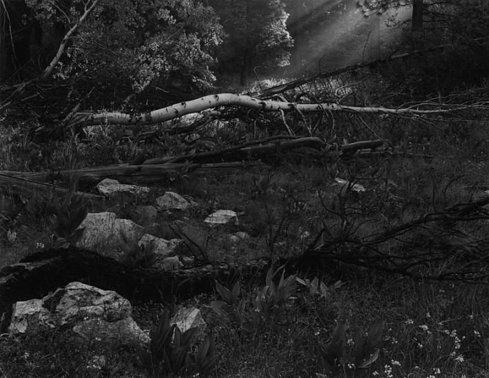 Oliver Gagliani, Untitled, Plumas-Eureka State Park, California
1962, Vintage gelatin silver print