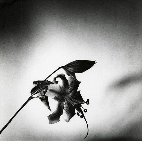 Robert Mapplethorpe, Untitled (Tiger Lily)
1977, Gelatin silver print
